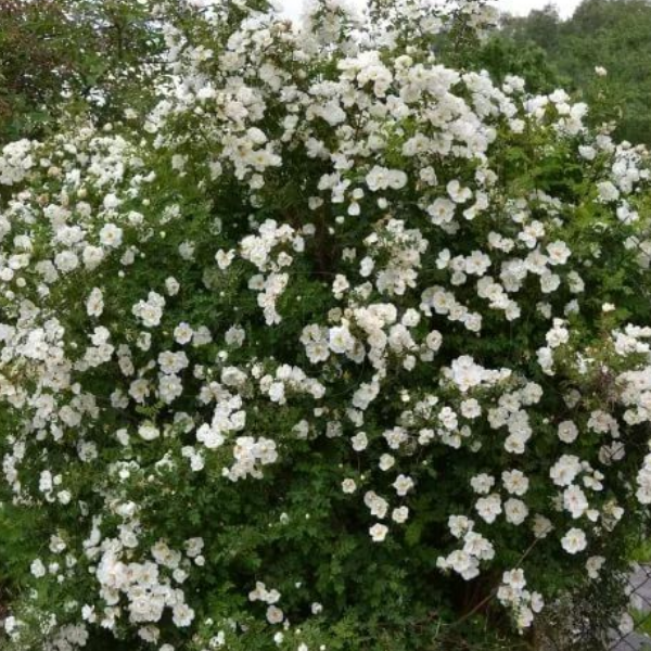 Роза Ругоза "Альба"