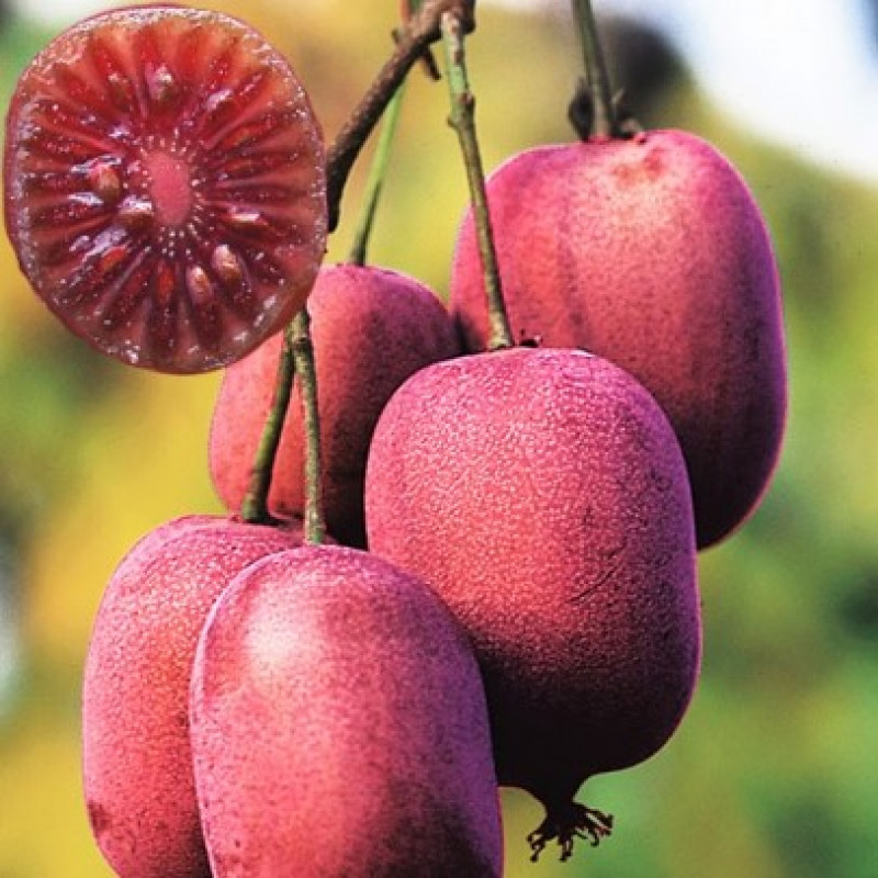 Актинидия аргута "Кенс Ред"