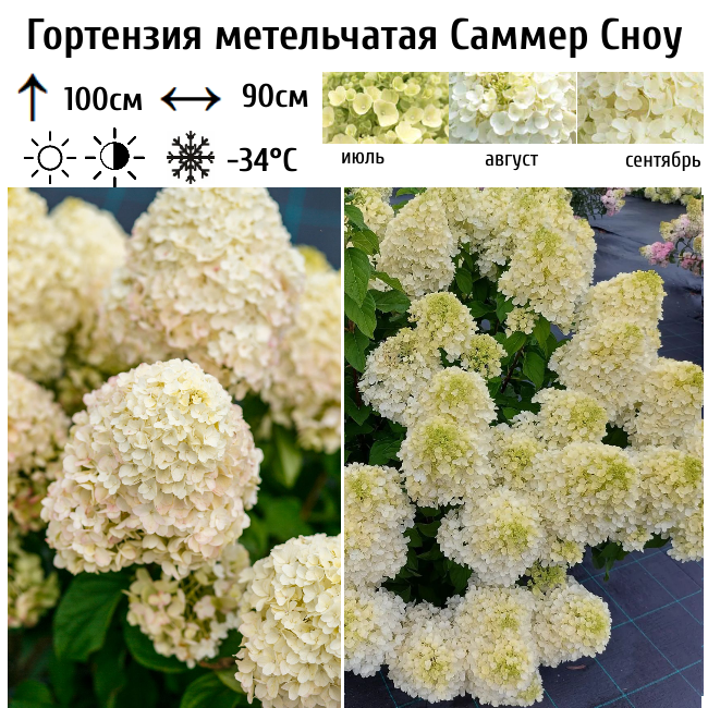 Гортензия метельчатая "Саммер Сноу"