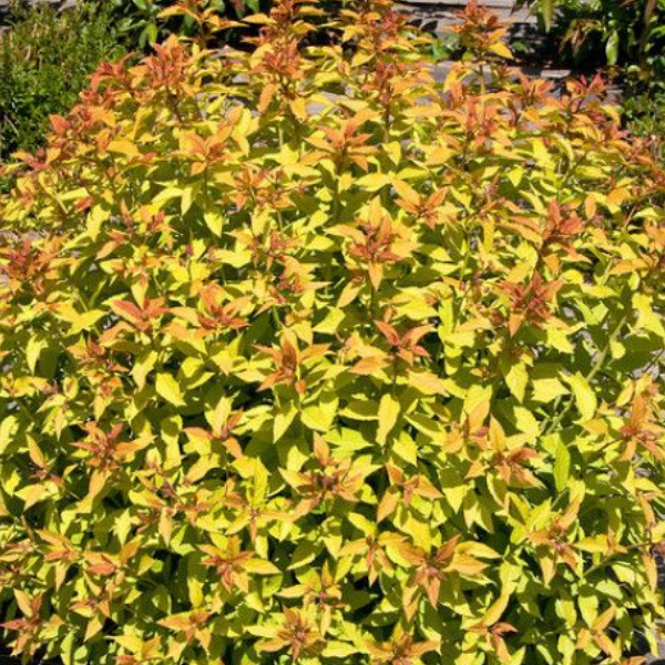 Спирея японская "Зен Спирит Голд"