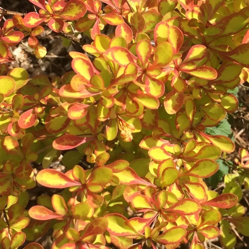 Барбарис Тунберга "Саммер Сансет"