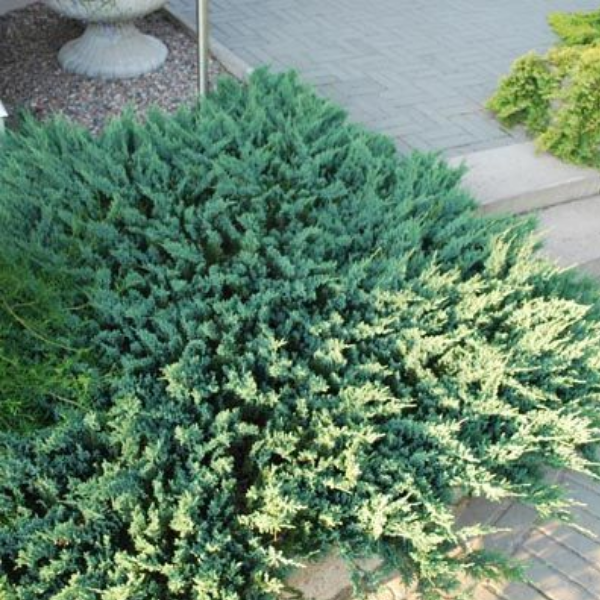 Можжевельник горизонтальный "Блю Чип"