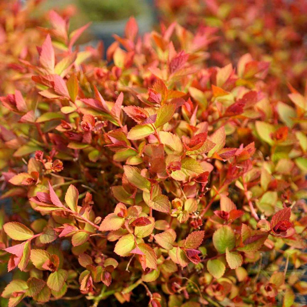 Спирея японская "Мерло Стар"