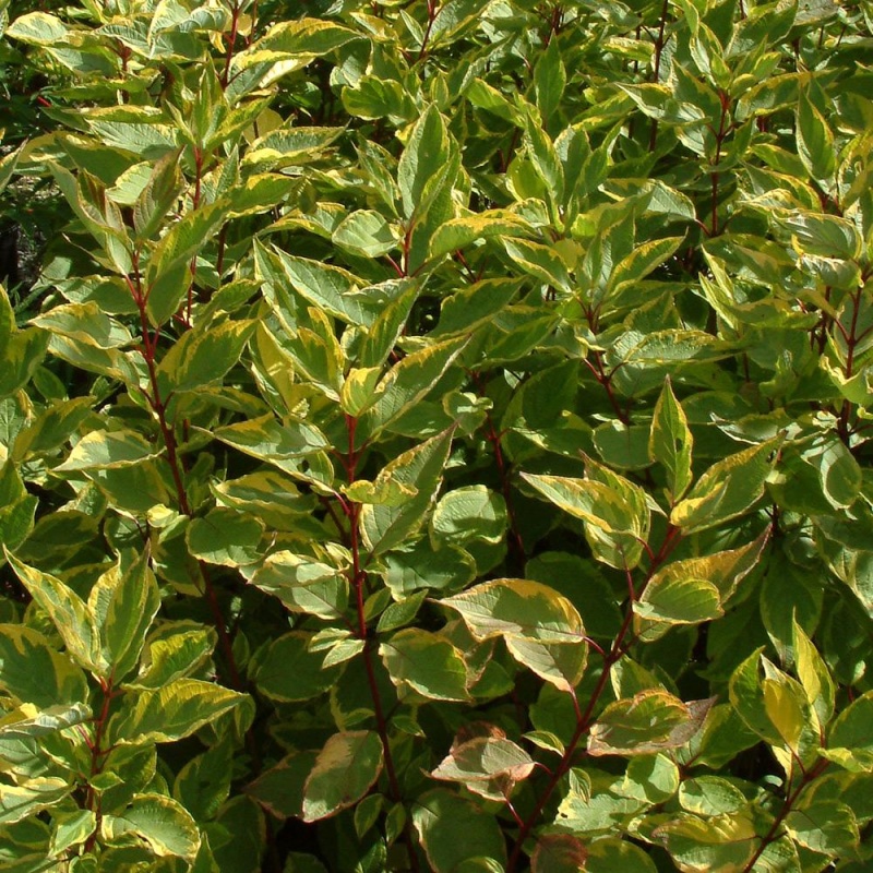 Дерен белый "Шпэти"