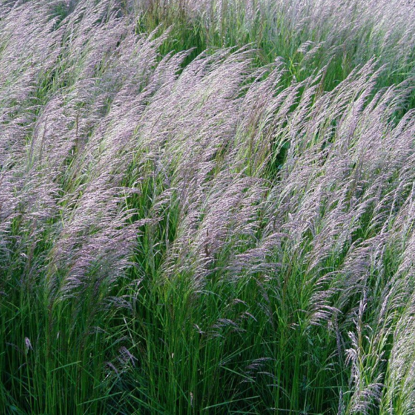 Щучка дернистая "Бронзешлеер"