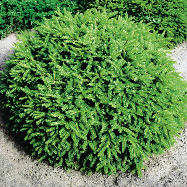 Ель обыкновенная 