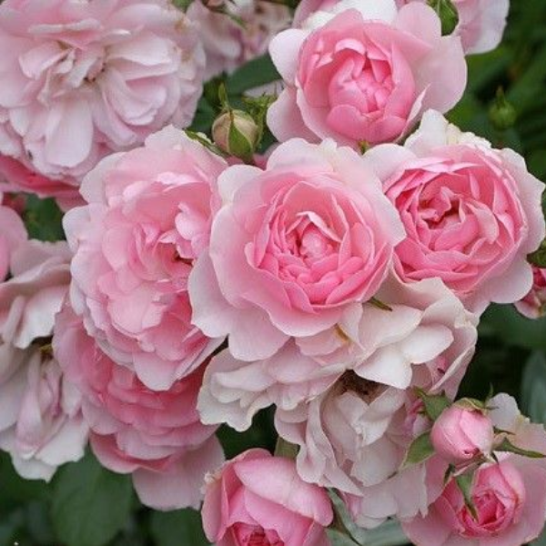 Роза полиантовая "Bonica"