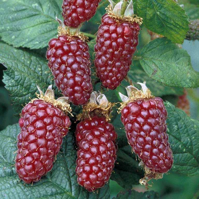 Ежемалина "Тайберри"