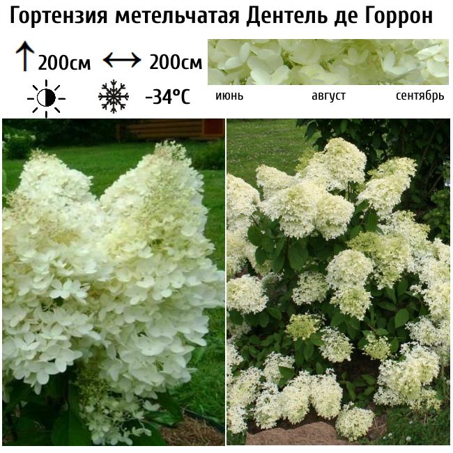 Гортензия метельчатая "Дентель де Горрон"