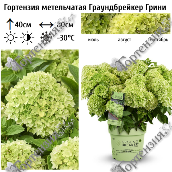 Гортензия метельчатая "Граундбрейкер Грини=Литтл Эппл"
