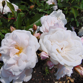 Роза полиантовая "Marie Pavie" 