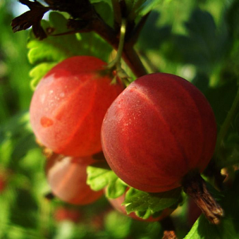 Крыжовник "Колобок" 