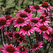Эхинацея пурпурная 