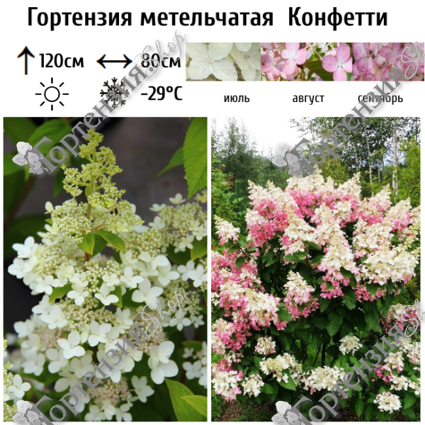 Гортензия метельчатая "Конфетти"
