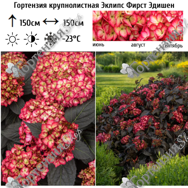 Гортензия крупнолистная "Эклипс Фирст Эдишен"