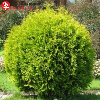 Туя западная "Голден Глобе" 