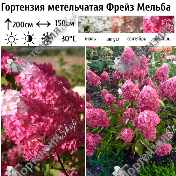 Гортензия метельчатая "Фрейз Мельба"