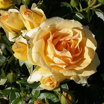 Роза флорибунда "Hansestadt Rostock" 