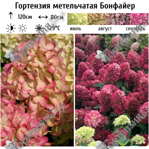 Гортензия метельчатая Бонфайер