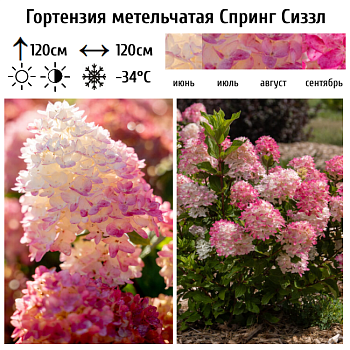 Гортензия метельчатая "Спринг Сиззл" 