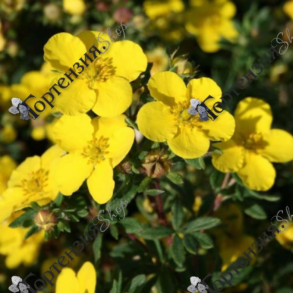 Лапчатка кустарниковая "Саммерфлор"